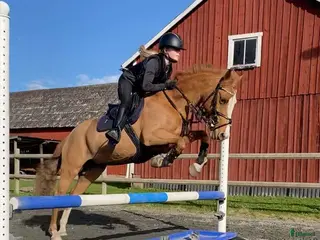 hästar Akut söker vi nu ett gott hem till vår prinsessa! - Annons 3