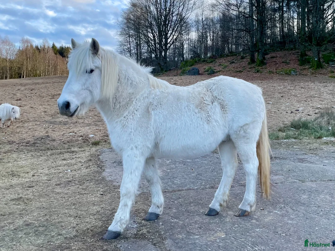 Allround hästar till salu: Skogsmulle - Annons 2