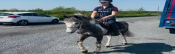 Allround hästar till salu: 6yo gelding 128cm - Annons 4