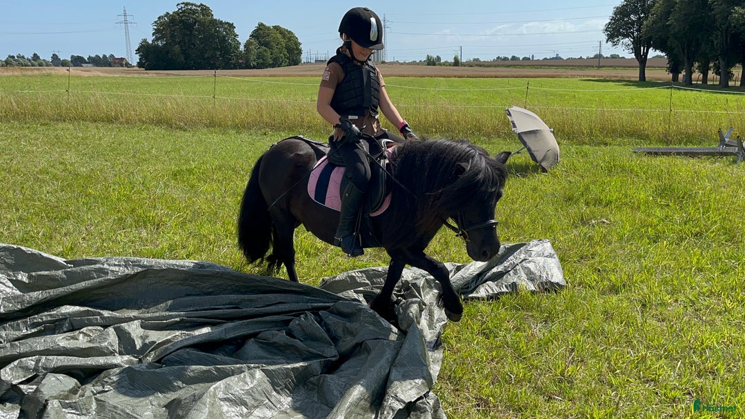Allround hästar till salu: Barnens bästa vän i Trelleborg - Annons 5