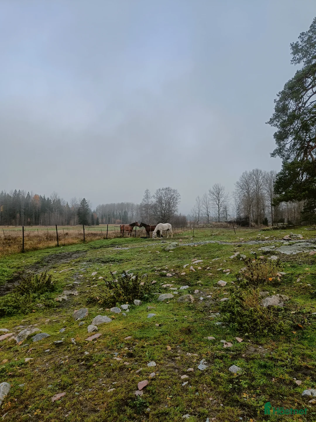 Hoppning hästar sökes: Sökes projekt eller unghäst  i Östhammar - Annons 2