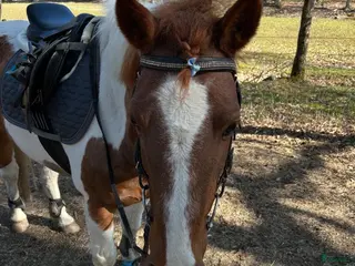 medryttarhäst finnes: Medryttare sökes i Ingarö - Annons 6