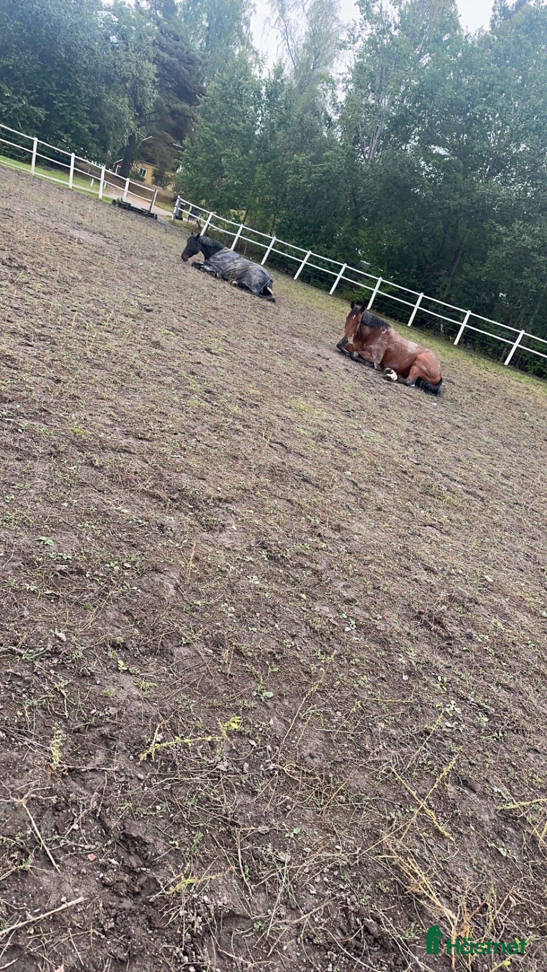  stallplats finnes: Stallplats ledig Värmdö  i Värmdö - Annons 2