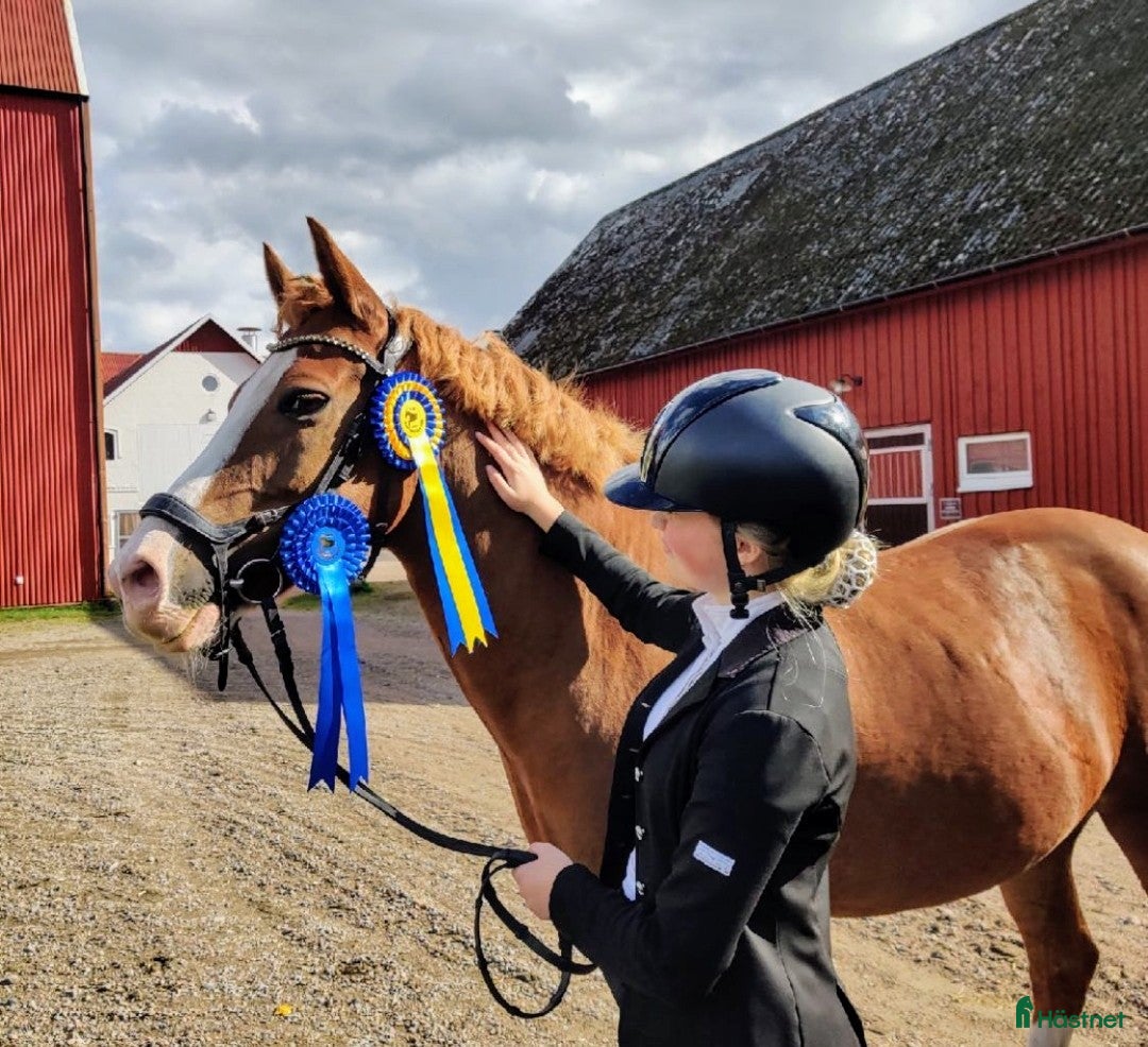 Allround hästar till salu: Maxad allroundponny  i Malmö - Bild 4