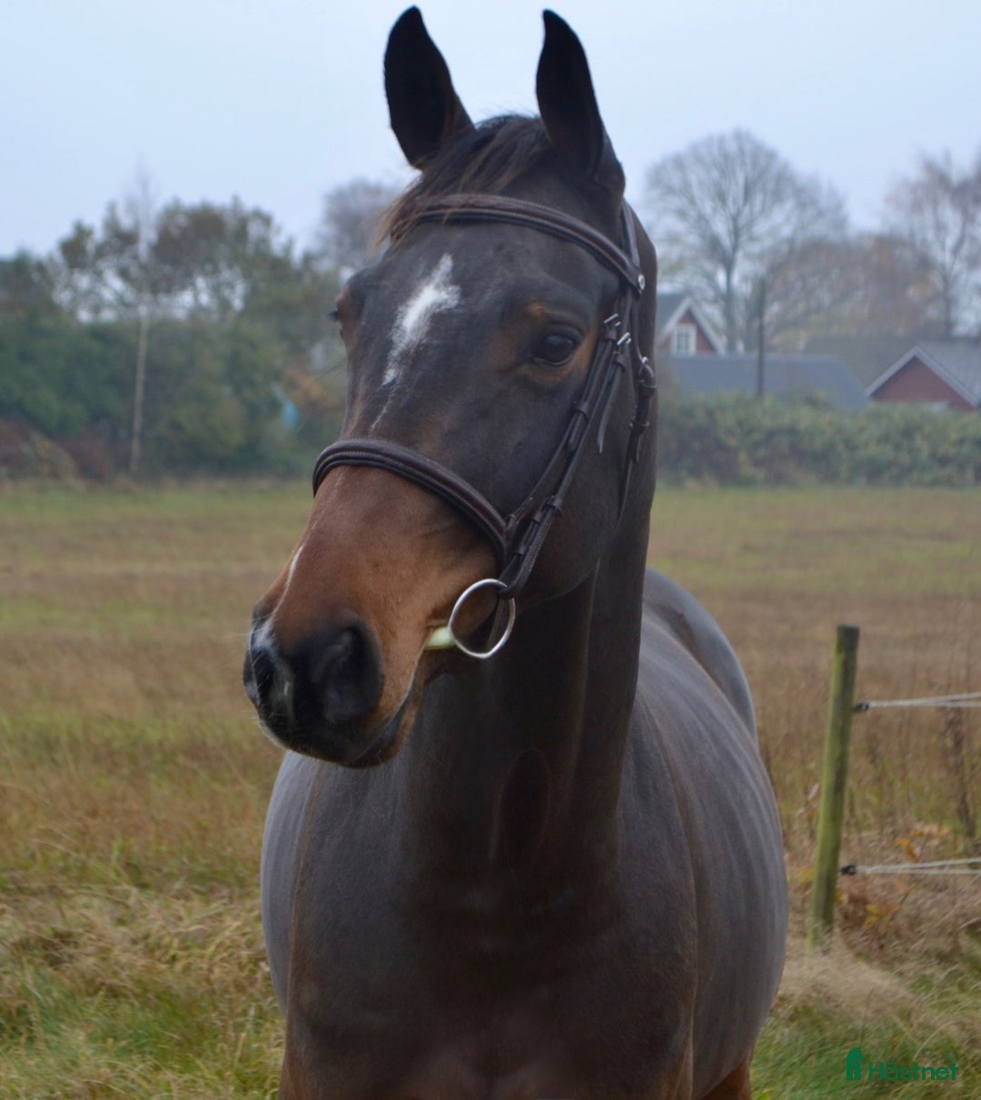 Hoppning hästar till salu: TREVLIG TÄVLINGSHÄST  i Ekeby - Annons 1