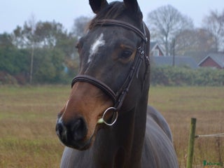 Hoppning hästar till salu: TREVLIG TÄVLINGSHÄST i Ekeby - Annons 1