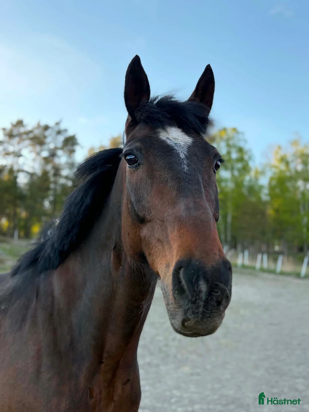 Allround hästar sökes: Häst sökes eller långtids foderhäst  - Annons 1