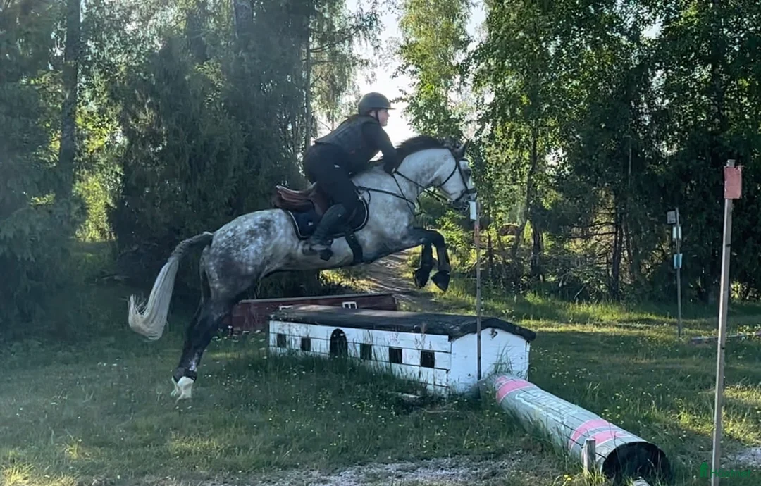 Allround hästar till salu: D ponny med potential i flera grenar  - Annons 5