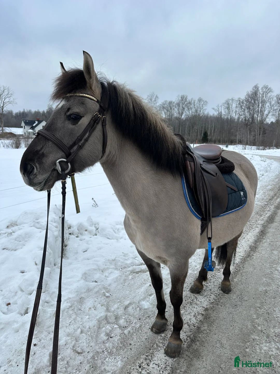 Allround hästar till salu: Gullig ponny passande ridskola  - Annons 2