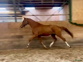 Dressyr hästar till salu: Smuk vallak, med stort potentiale i Frederikssund - Annons 2