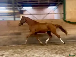 hästar Smuk vallak, med stort potentiale i Frederikssund - Annons 10