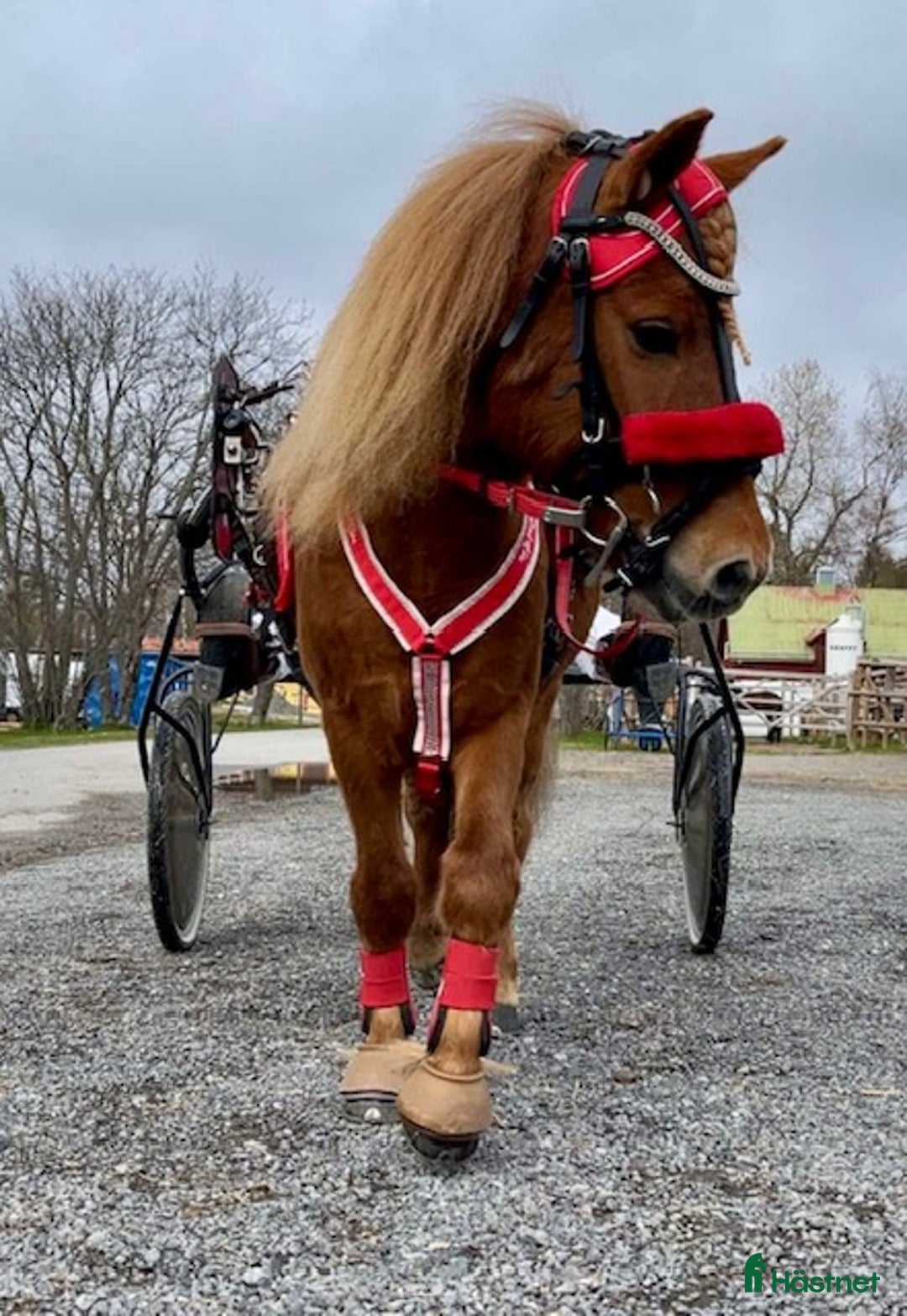 Trav hästar till salu: Olaf - fartfylld och charmig ponnytravare i Östersund - Annons 1