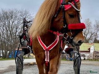 hästar Olaf - fartfylld och charmig ponnytravare - Annons 2