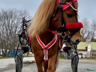 hästar Olaf - fartfylld och charmig ponnytravare - Annons 1