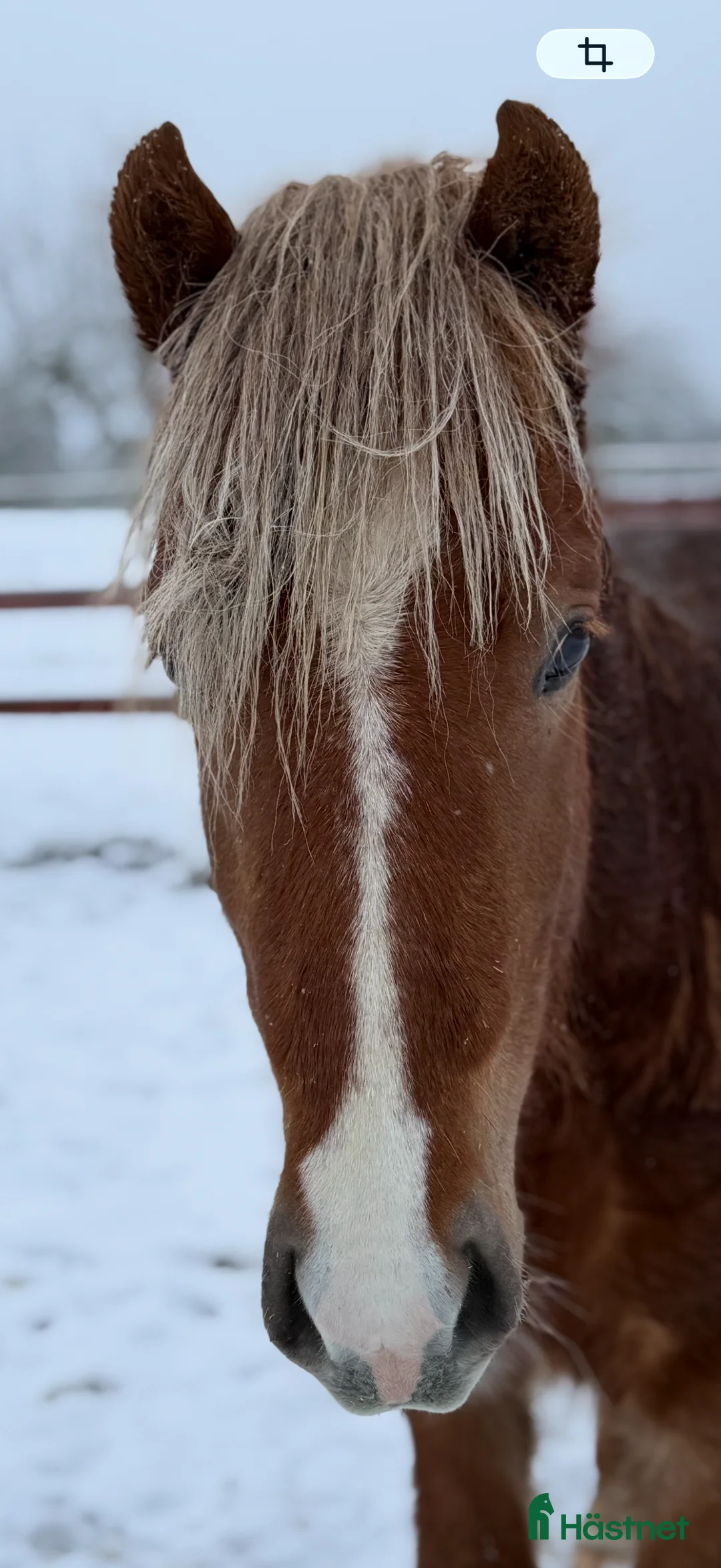 Island hästar till salu: Hnífur är redo att flytta hemifrån  - Annons 2