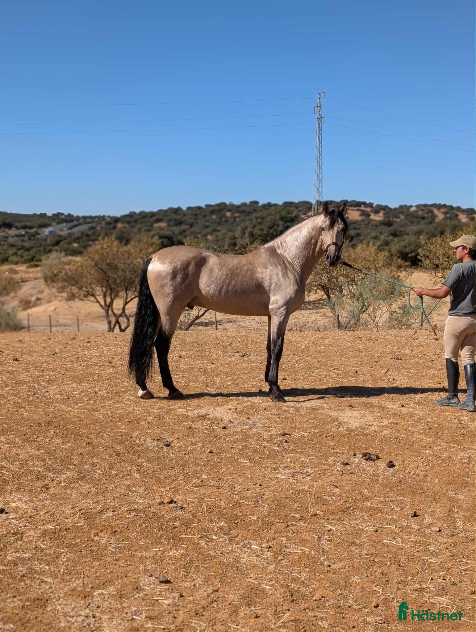  hästar Fin PRE hingst i Uppsala - Annons 2