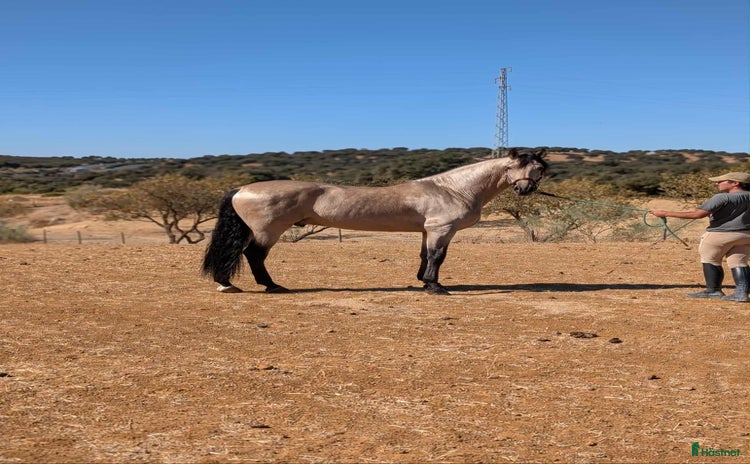  hästar Fin PRE hingst i Uppsala - Annons 1