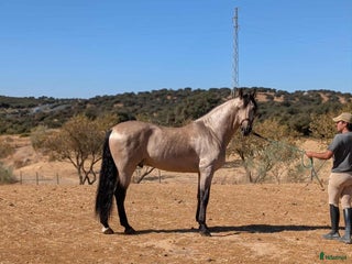hästar Fin PRE hingst i Uppsala - Annons 3