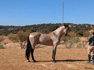 hästar Fin PRE hingst i Uppsala - Annons 2