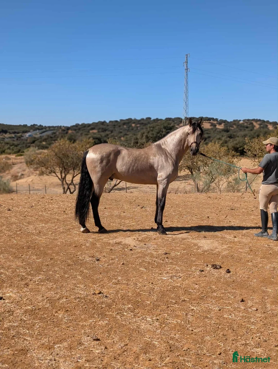 Akademiskt hästar till salu: Fin PRE hingst i Uppsala - Annons 1