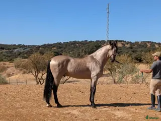 hästar Fin PRE hingst i Uppsala - Annons 2
