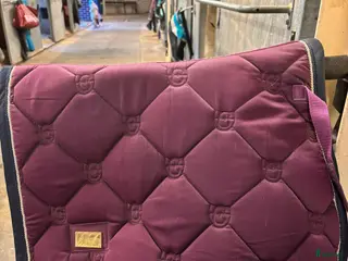 Schabrak & Vojlockar hästutrustning Lila es - Annons 24