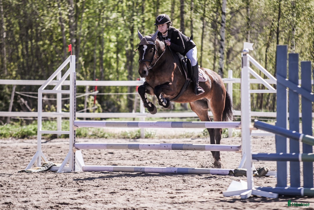 Allround hästar till salu: Allround med talang hoppning i Ilsbo - Annons 2