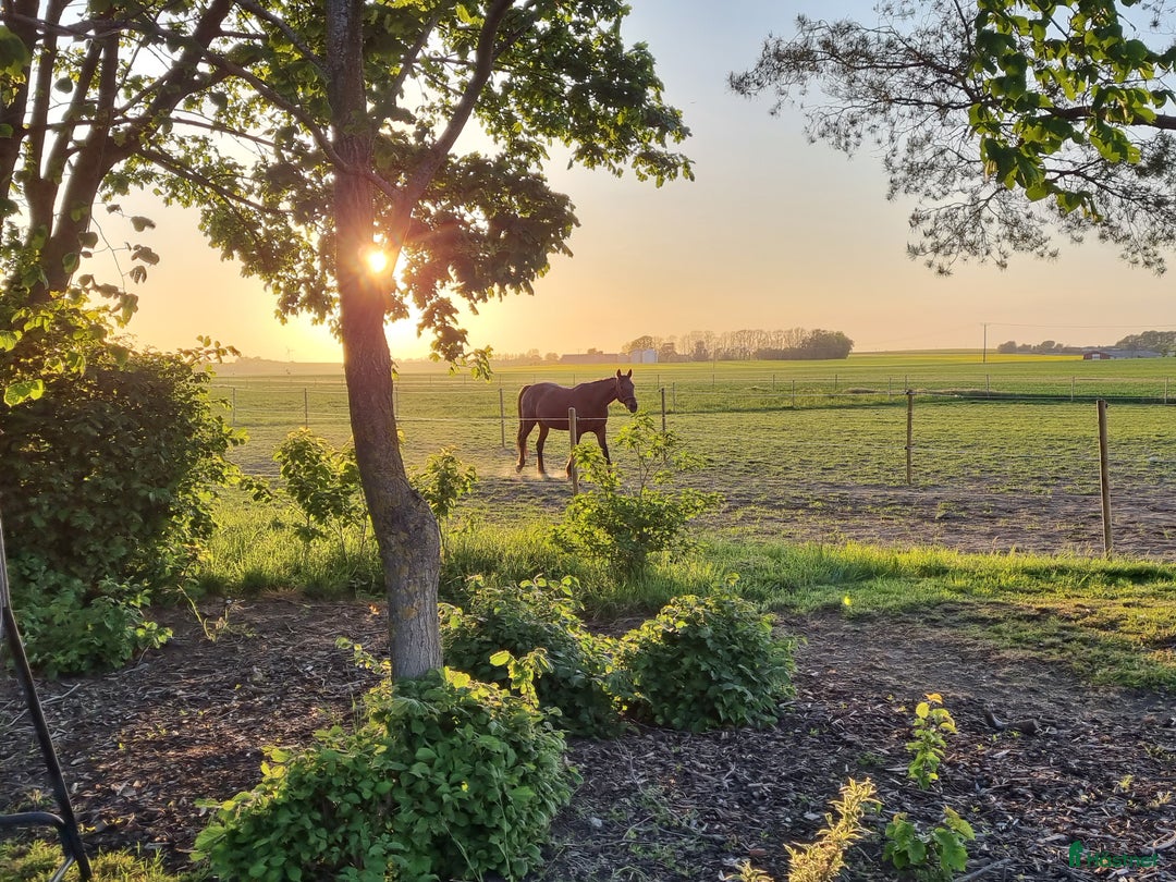  stallplats finnes: Stallplats sökes - Annons 1