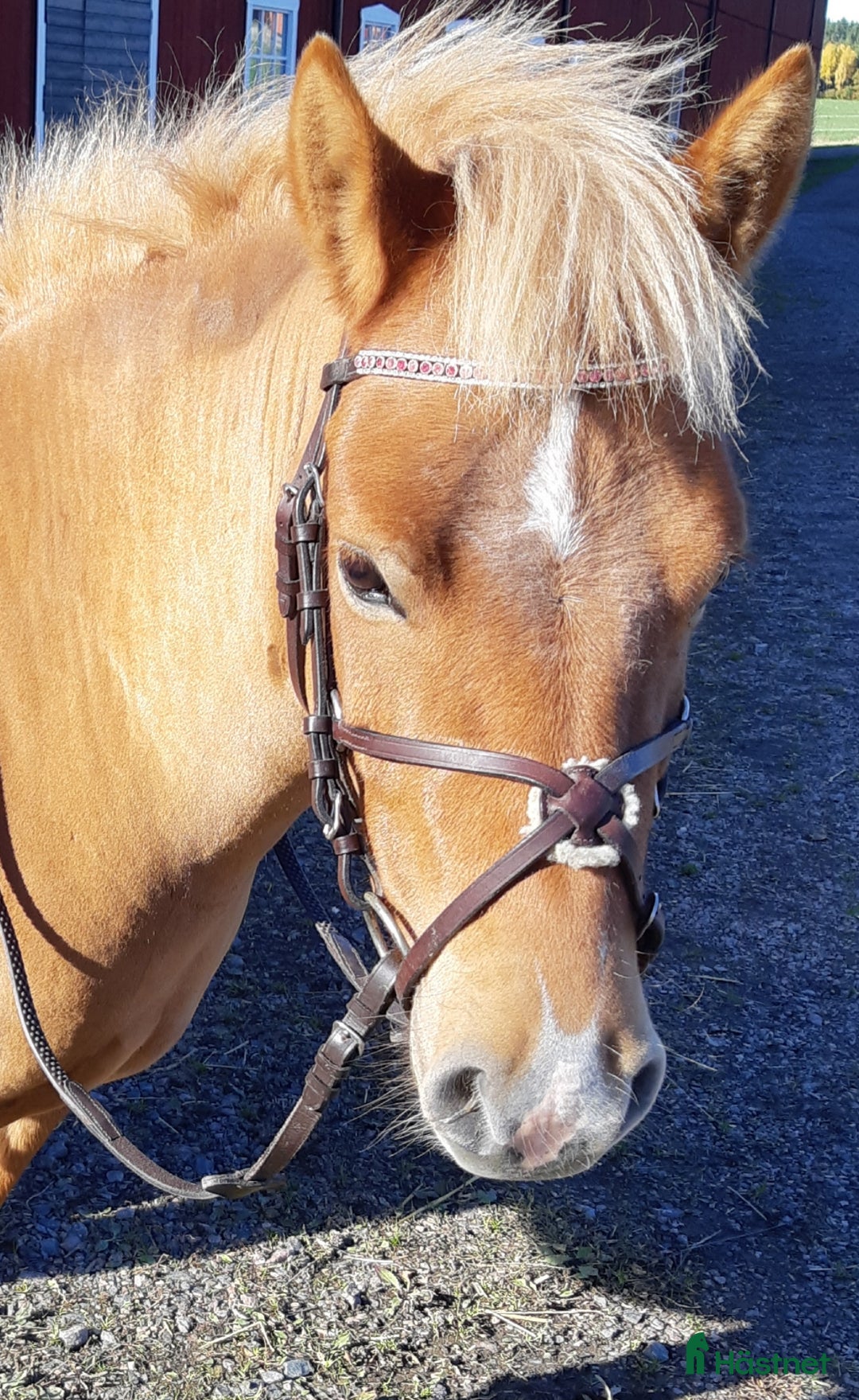 Allround hästar till salu: Inkört sportigt Gotlandsruss för hela familjen.  - Annons 2