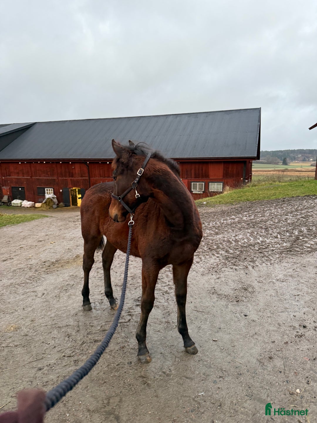 Trav hästar till salu: Nyfiken välhanterat årsföl e Hayden Hanover i Tystberga - Annons 3