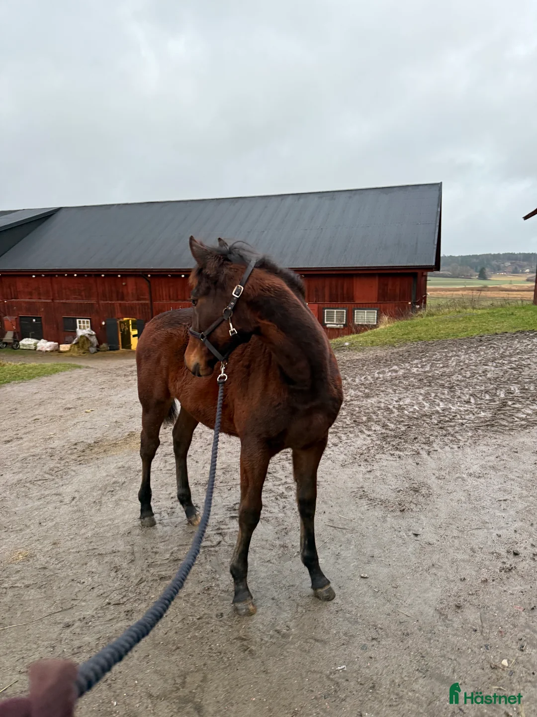 Trav hästar till salu: Nyfiken välhanterat årsföl e Hayden Hanover i Tystberga - Annons 3