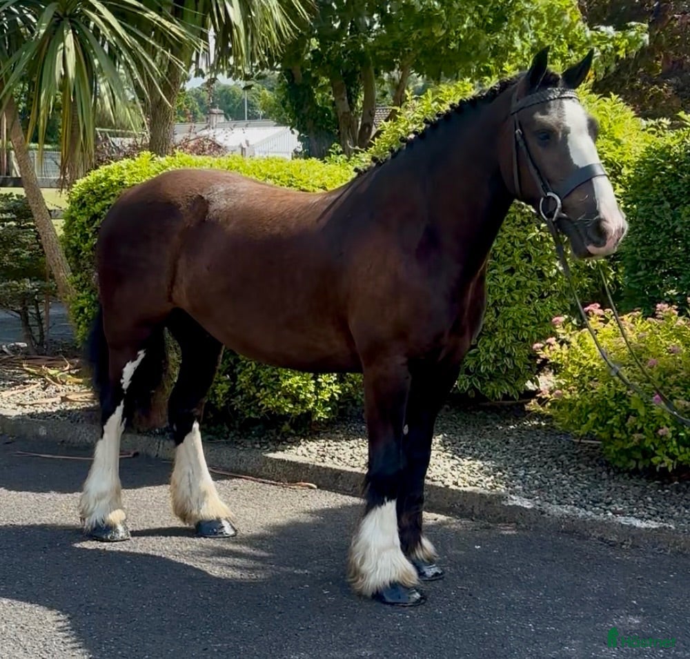  hästar Very Smart Irish Cob - Annons 2