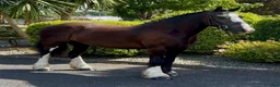 Allround hästar till salu: Very Smart Irish Cob - Annons 2