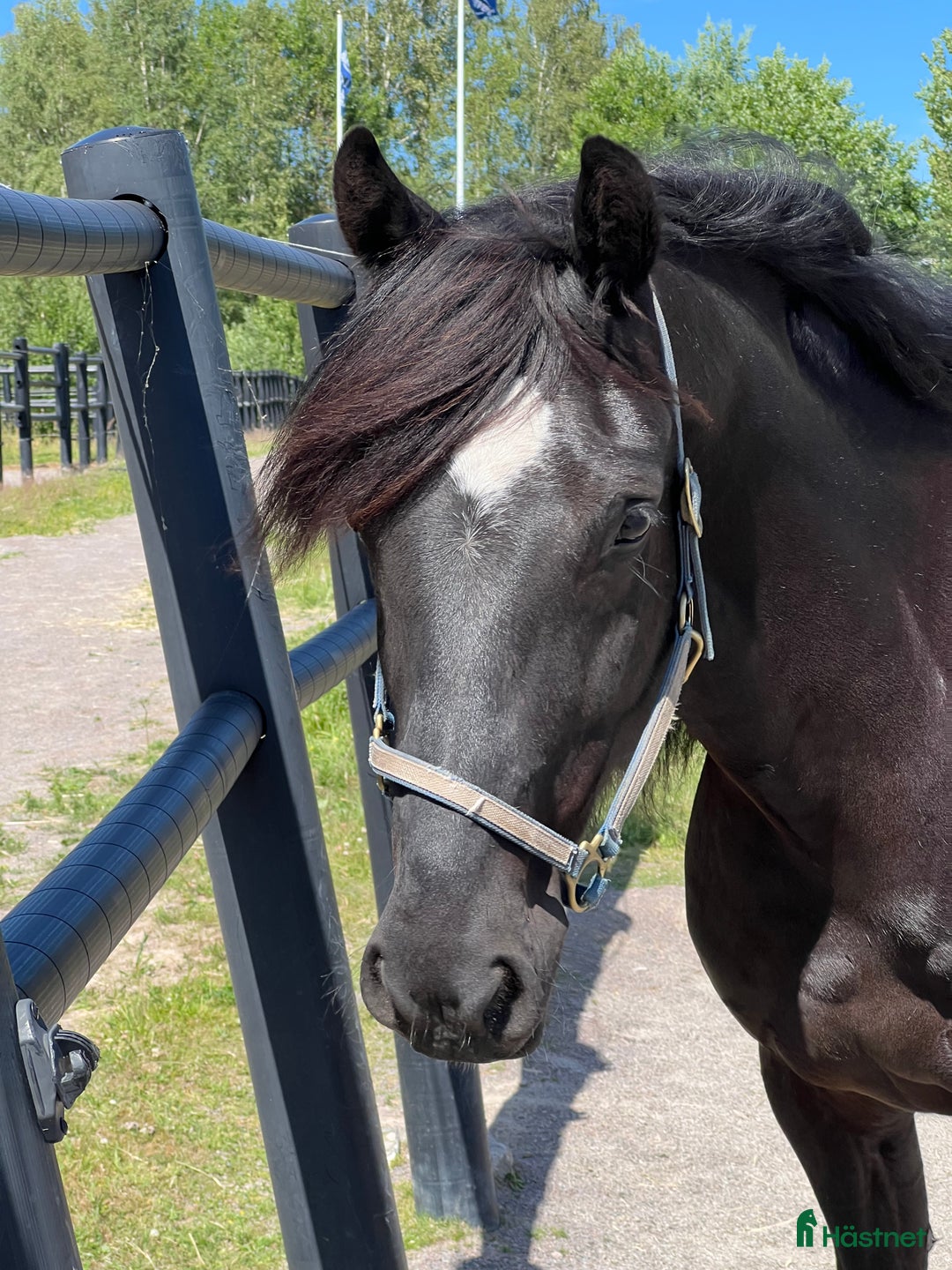 Övrigt hästar till salu: Fin kallblodsvalack i Åmål - Bild 2