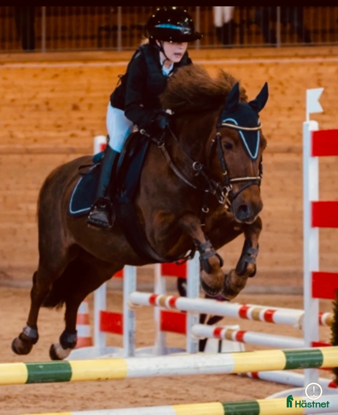 Hoppning hästar till salu: One in A million ponny🌟 i Färjestaden - Annons 4