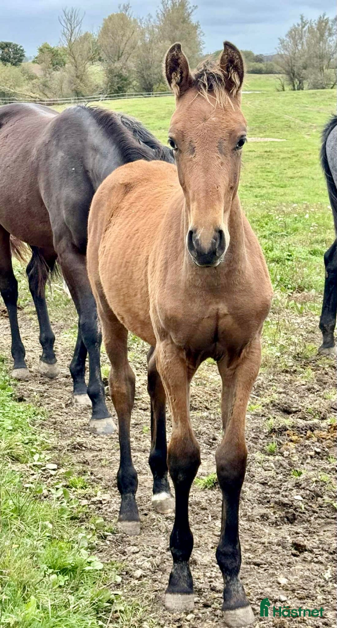 Dressyr hästar till salu: Kvalitetsföl ur fantastiskt möderne. i Rimbo - Annons 1