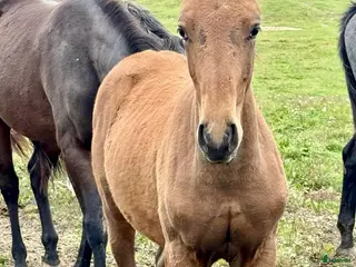 hästar Kvalitetsföl ur fantastiskt möderne. i Rimbo - Annons 20