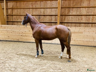 hästar 5-åring e. Cabachon i Bålsta - Annons 1