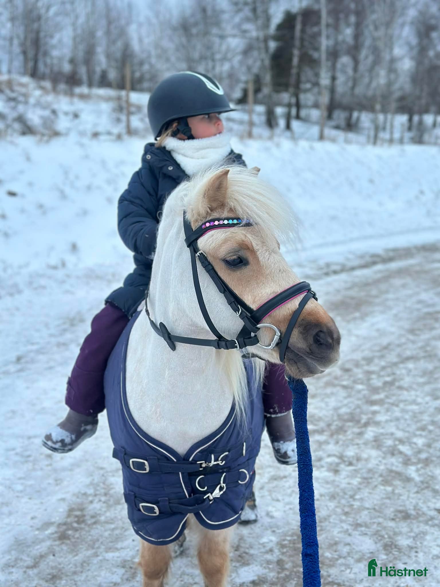  hästar Shettis med energi  - Annons 5