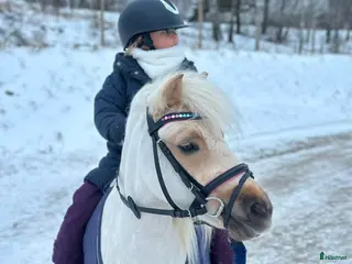 hästar Shettis med energi - Annons 5