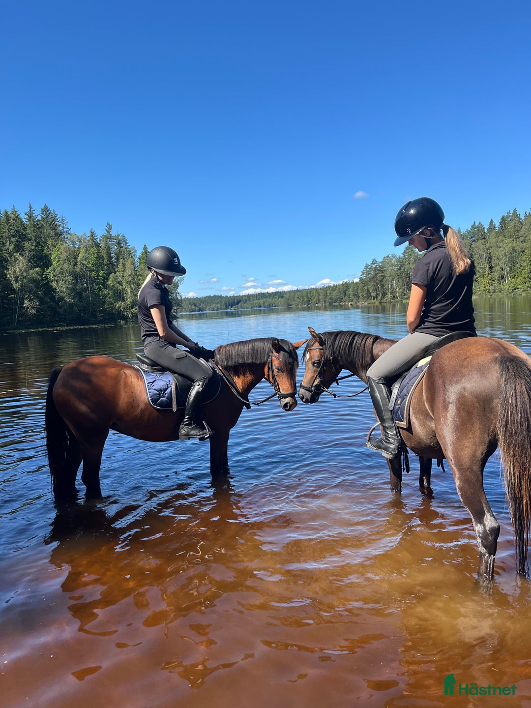 Allround hästar till salu: Ungponny att utvecklas med 🌸 i Gislaved - Annons 7