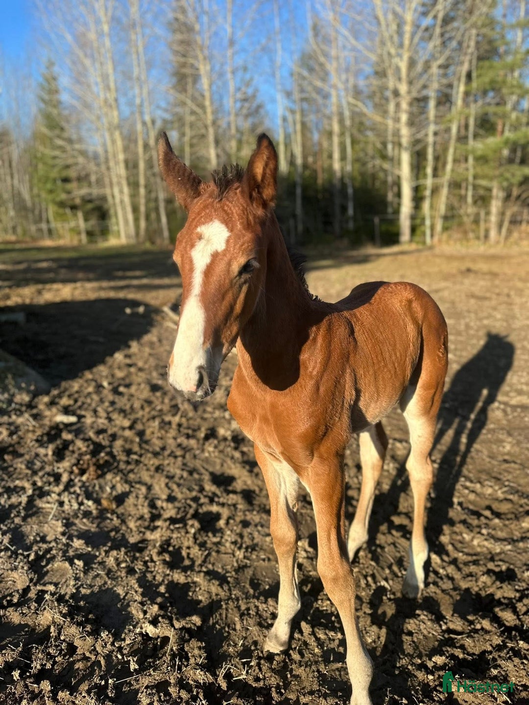 Hoppning hästar till salu: Stoföl säljes eller ev bytes i Björnlunda - Annons 2
