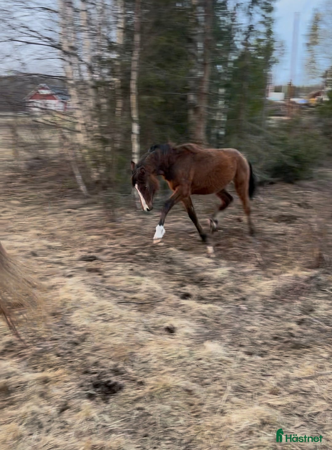 Allround hästar till salu: Welsh PB med gång och toppenpsyke! i Sundsvall - Bild 5