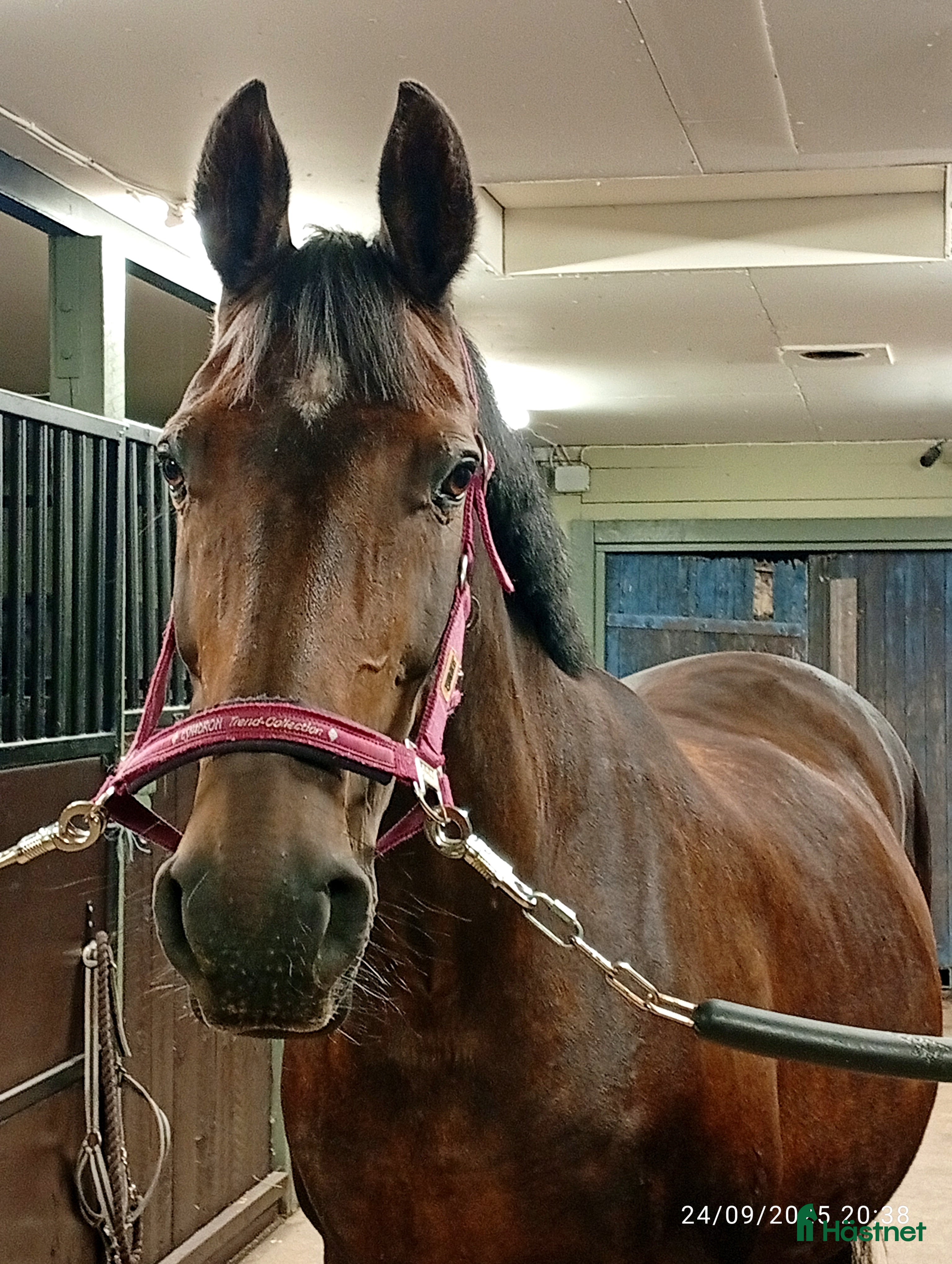  hästar AVEL ( sto stam 56 Flyinge)/SÄLLSKAP/PROMENAD  i Klippan - Annons 8