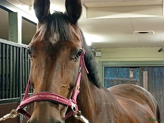 hästar AVEL ( sto stam 56 Flyinge)/SÄLLSKAP/PROMENAD i Klippan - Annons 8