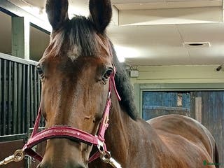 hästar AVEL ( sto stam 56 Flyinge)/SÄLLSKAP/PROMENAD i Klippan - Annons 15