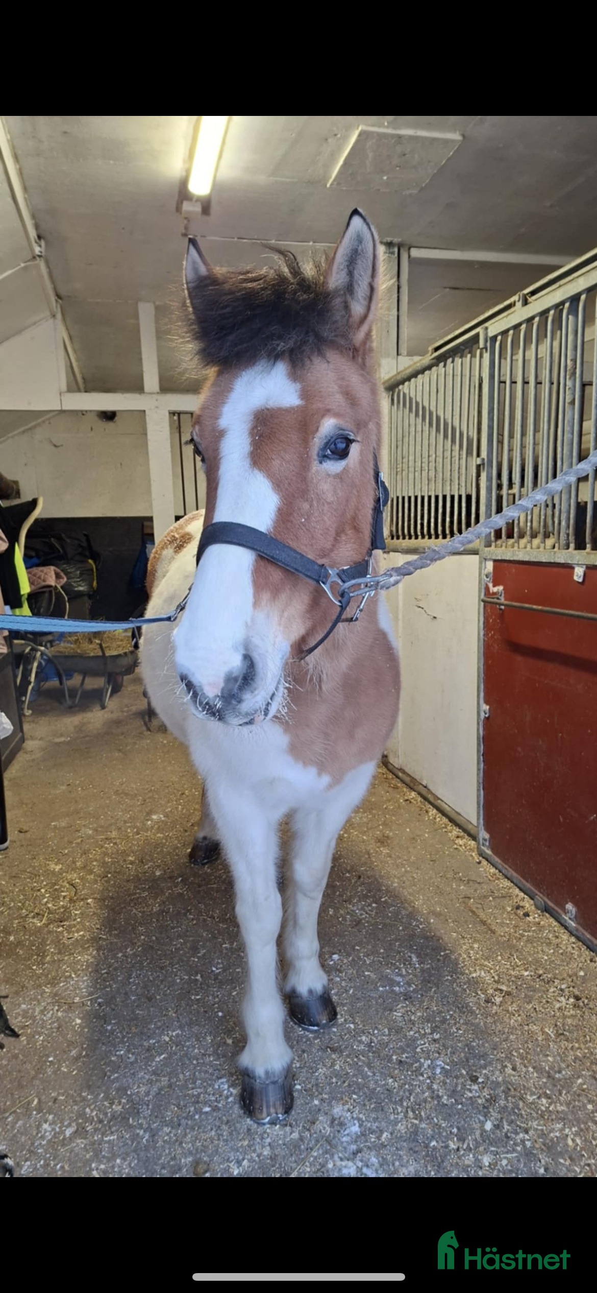  hästar Underbar skogsmulle  i Sundsvall - Annons 2