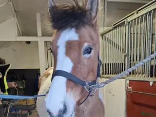 hästar Underbar skogsmulle i Sundsvall - Annons 2