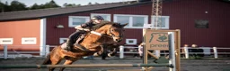 Allround hästar till salu: Hopp- & projektponny med stor potential! - Annons 4