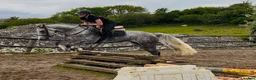 Allround hästar till salu: Gorgeous 158cm gelding  - Annons 15